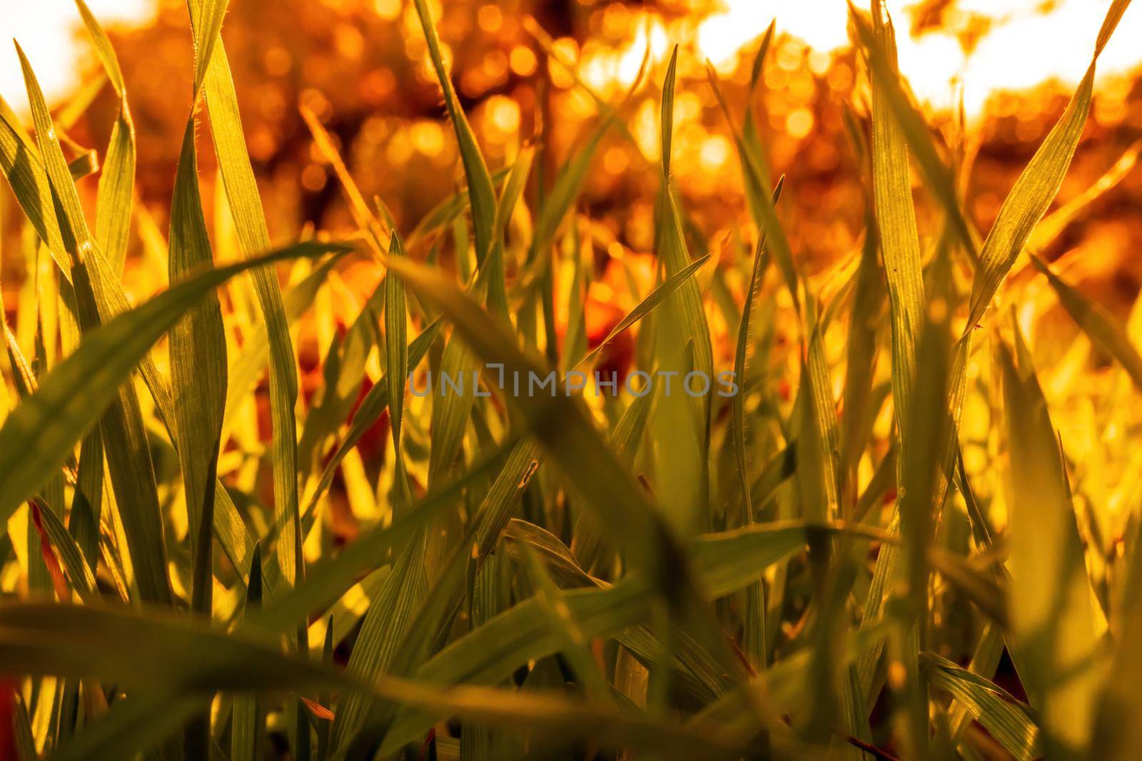 Close up of the green grass lawn and autumn foliage with sun beam, soft focus, copy space. by panophotograph