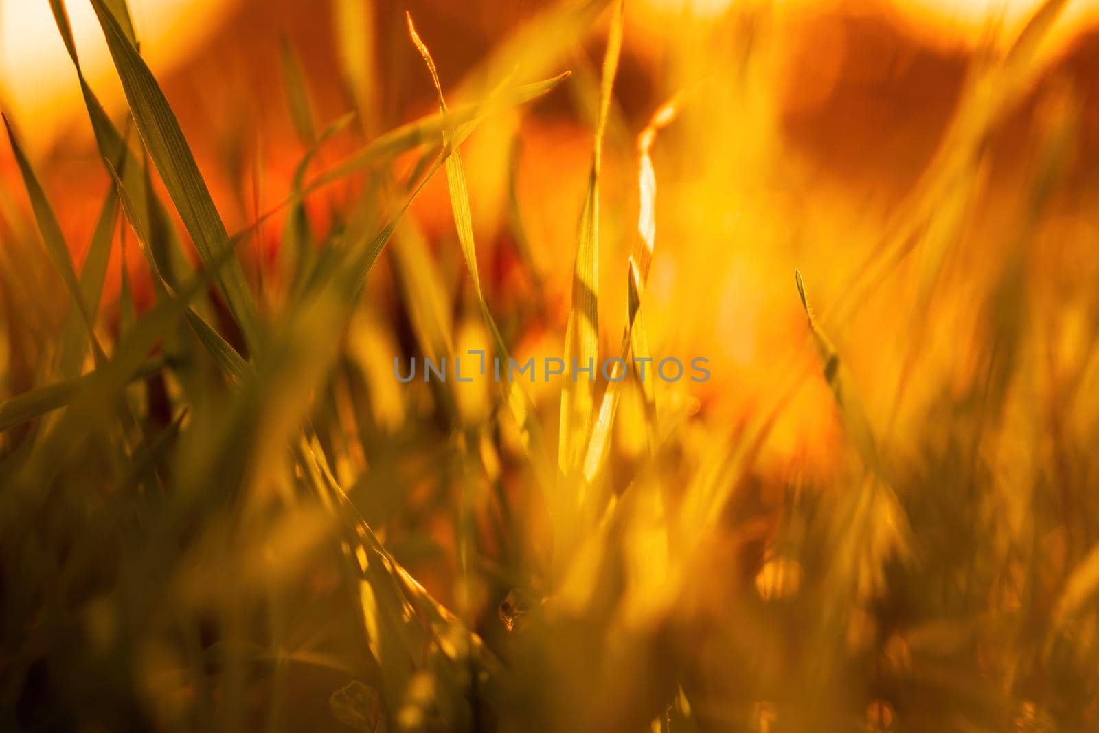 Close up of the green grass lawn and autumn foliage with sun beam, soft focus, copy space. by panophotograph