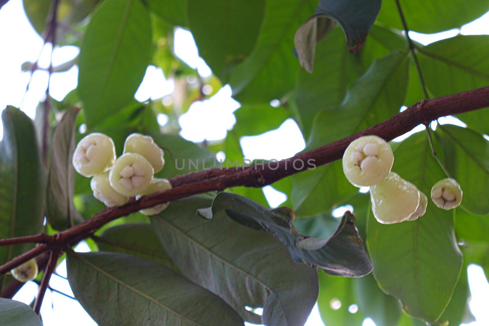 tasty and healthy Java apple on tree in farm for harvest