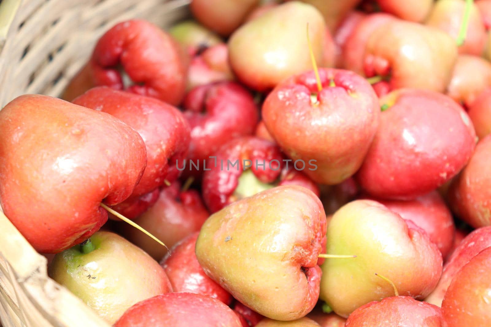 tasty and healthy java apple stock on farm for harvest