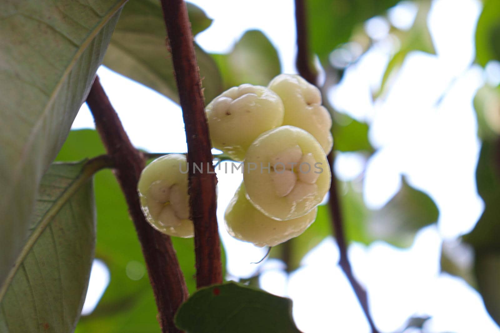 tasty and healthy Java apple on tree in farm for harvest