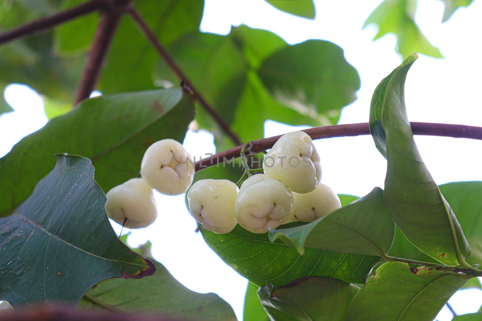 Java apple on tree in farm by jahidul2358