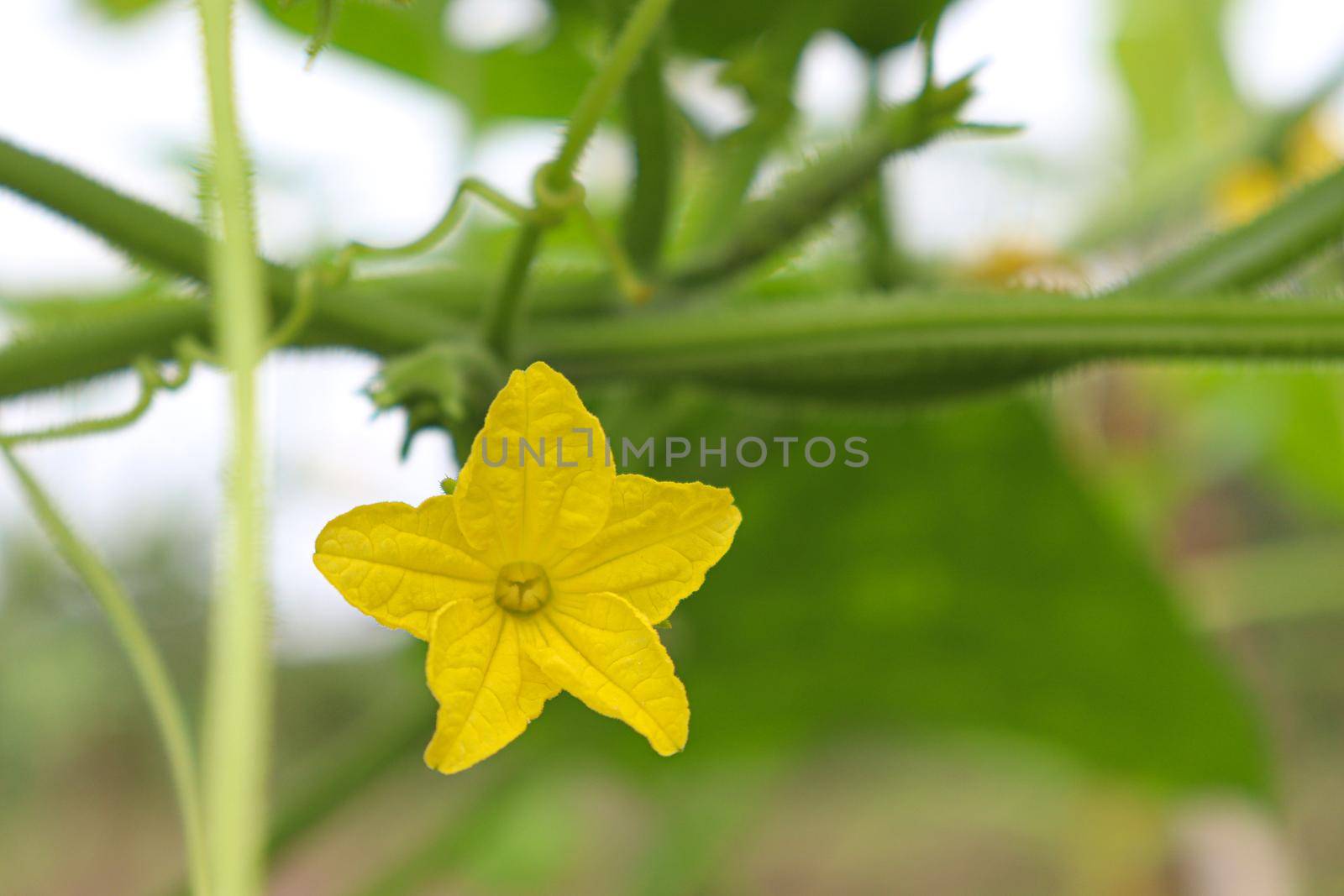 tasty and healthy fresh cucumber on tree in farm for harvest