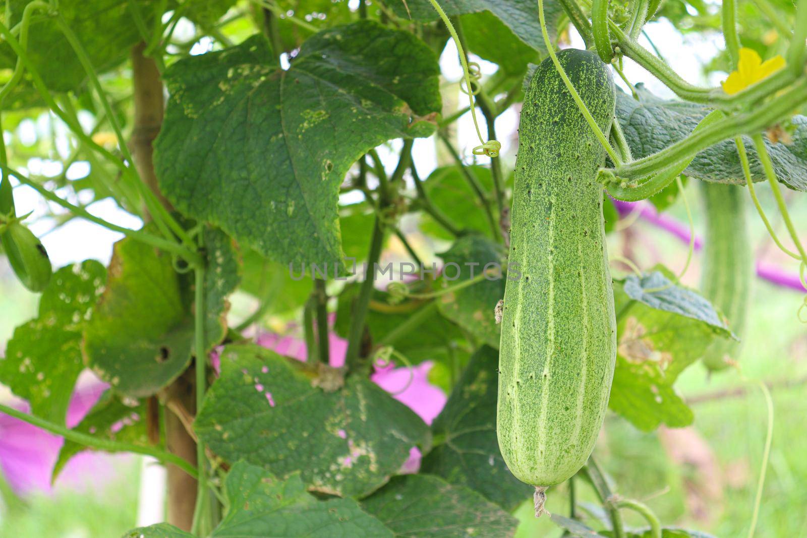 tasty and healthy fresh cucumber on tree in farm for harvest