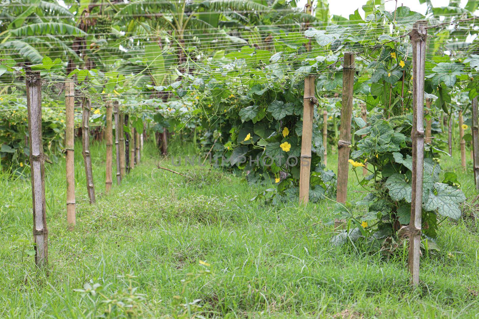 tasty and healthy fresh cucumber on tree in farm for harvest