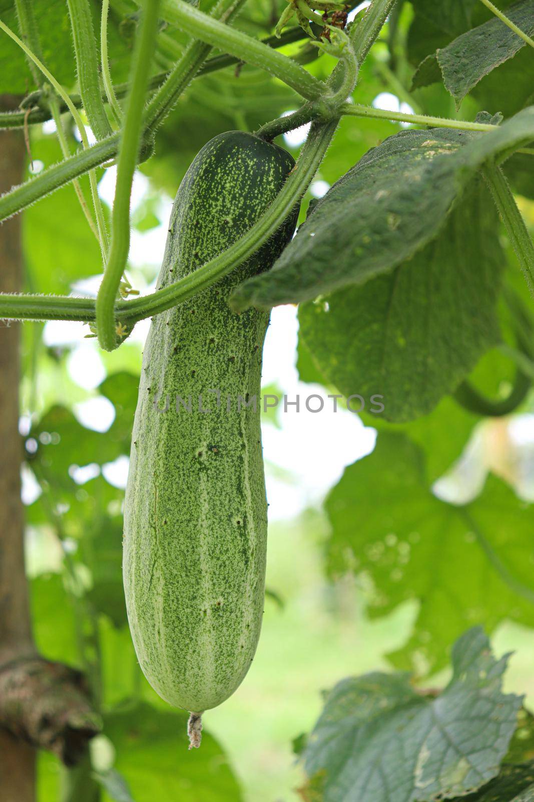 cucumber on tree in farm for harvest by jahidul2358