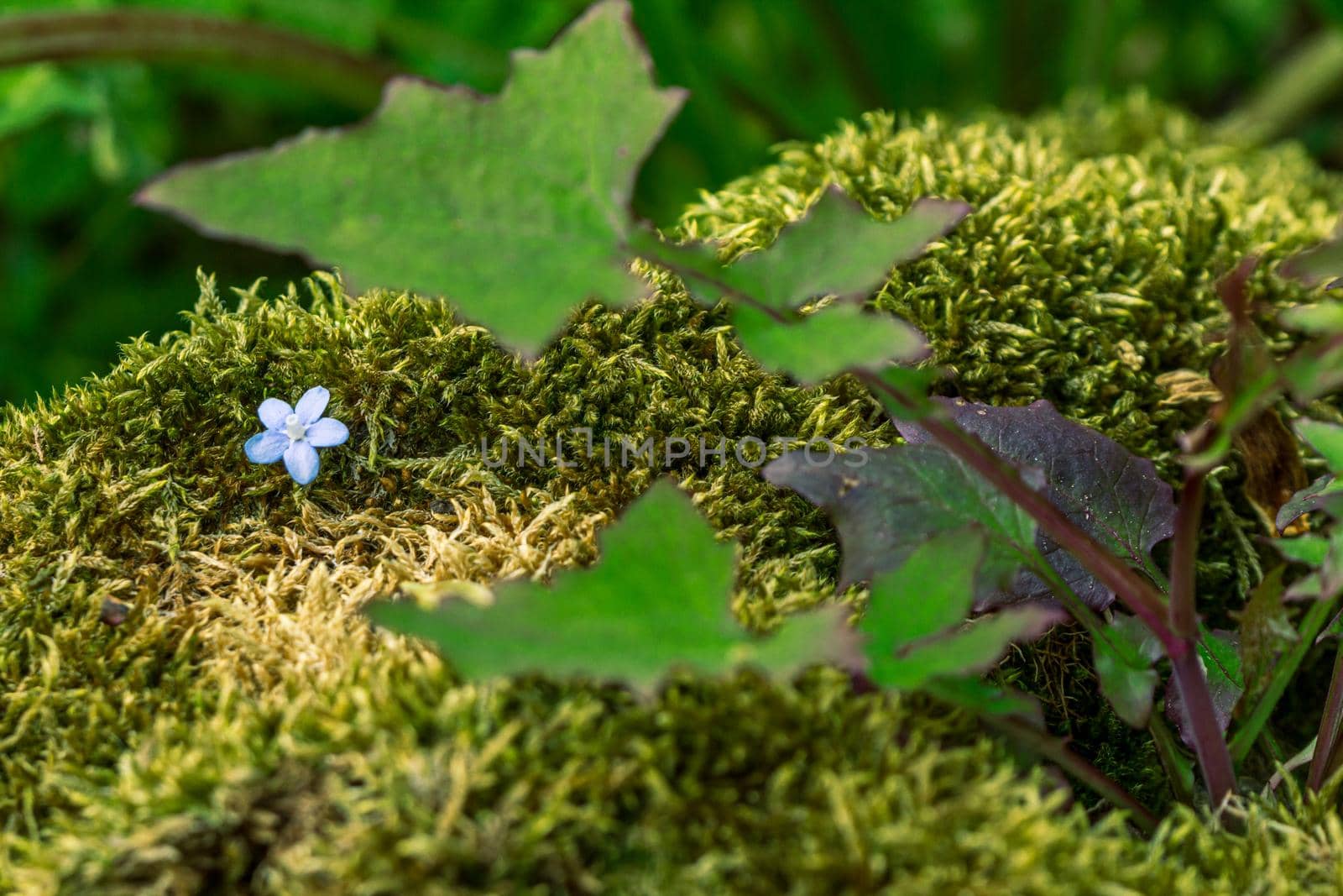 One small blue flower in moss by scudrinja