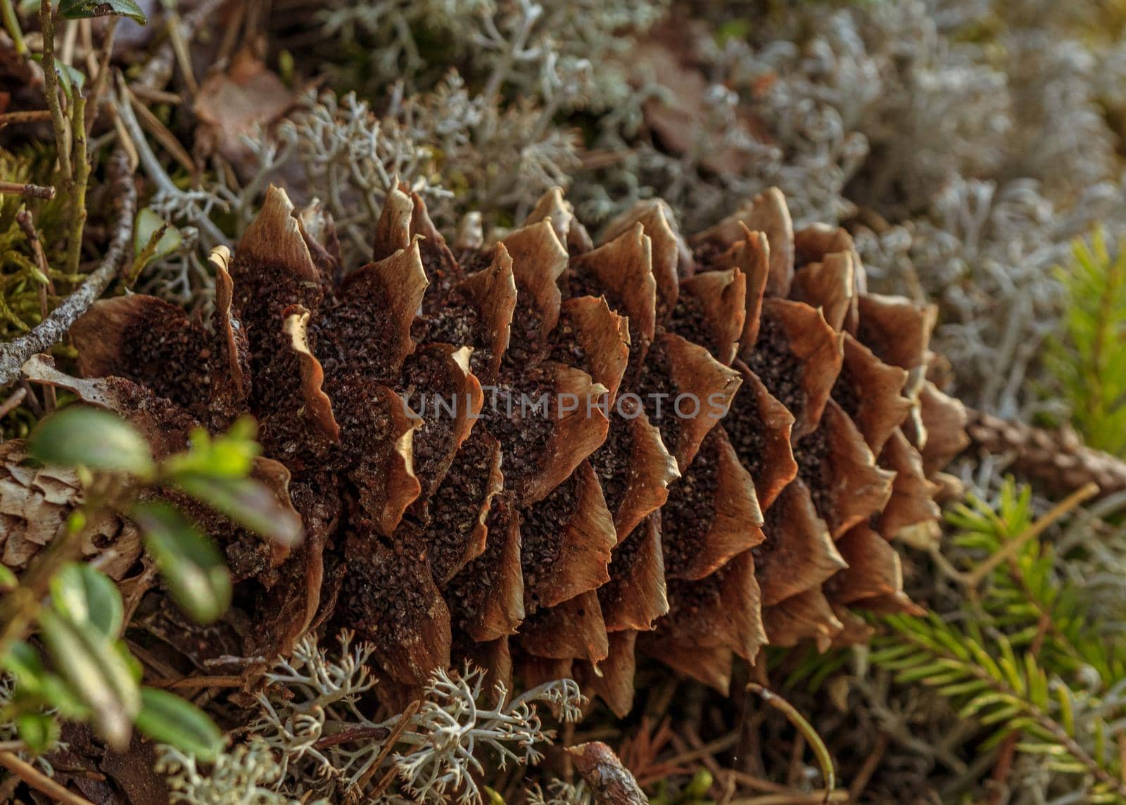 Pine cone in forest moss covered ground by scudrinja