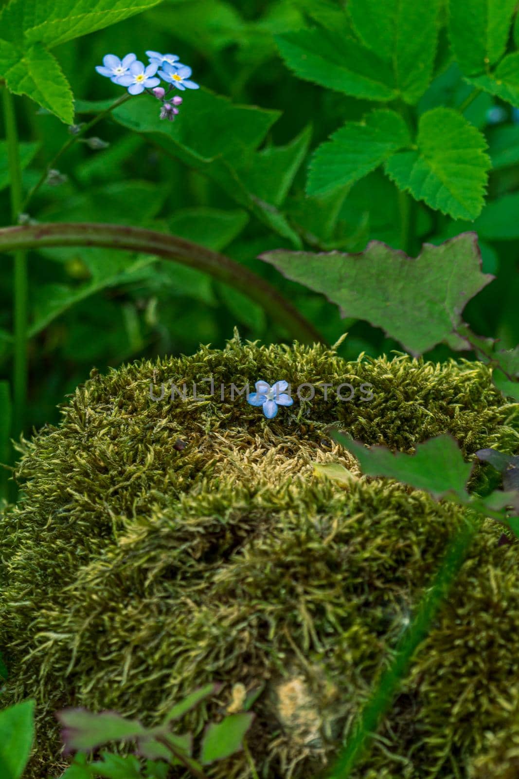One small blue flower in moss by scudrinja