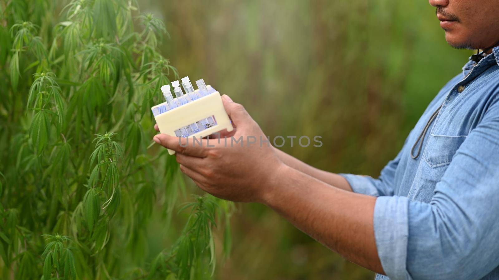 Researcher examining cannabis plants in greenhouses for medical research Concept of herbal alternative medicine