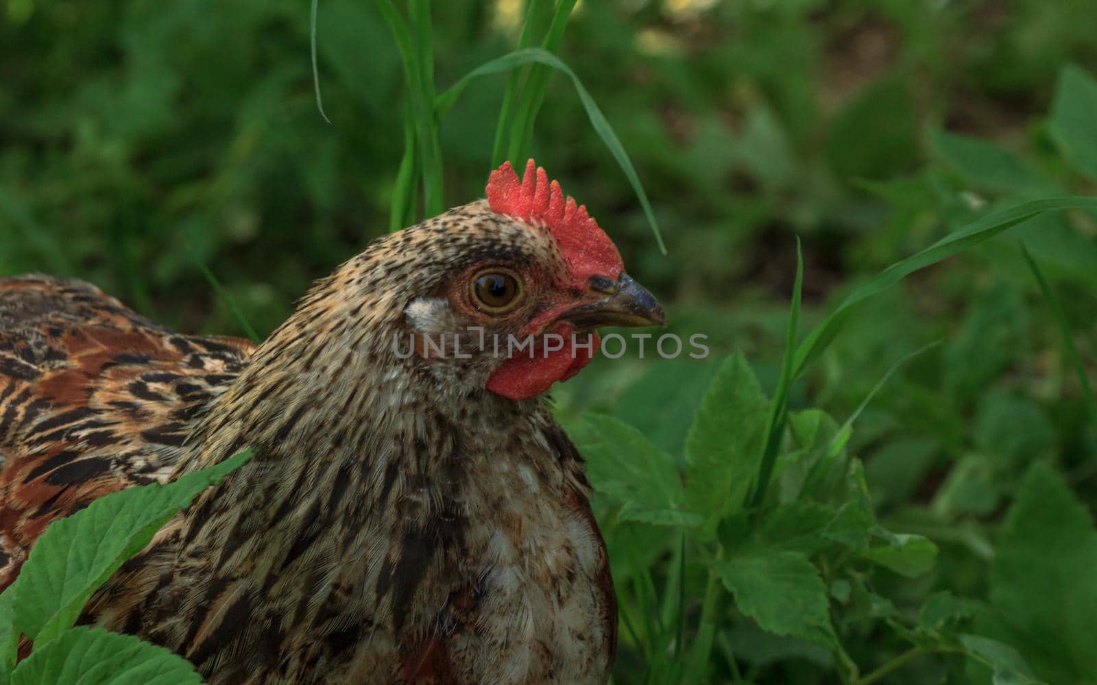 Wild farm variegated chicken bird in grass by scudrinja