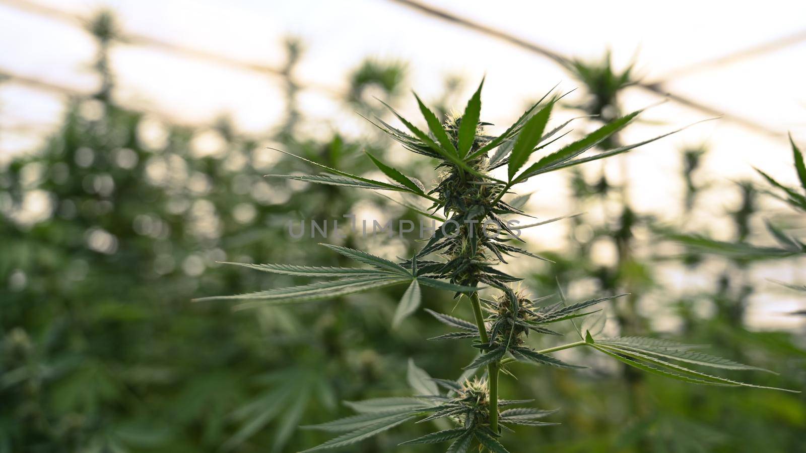 Commercial cannabis growing in greenhouse. Concept of herbal alternative medicine, cbd oil, pharmaceutical industry.