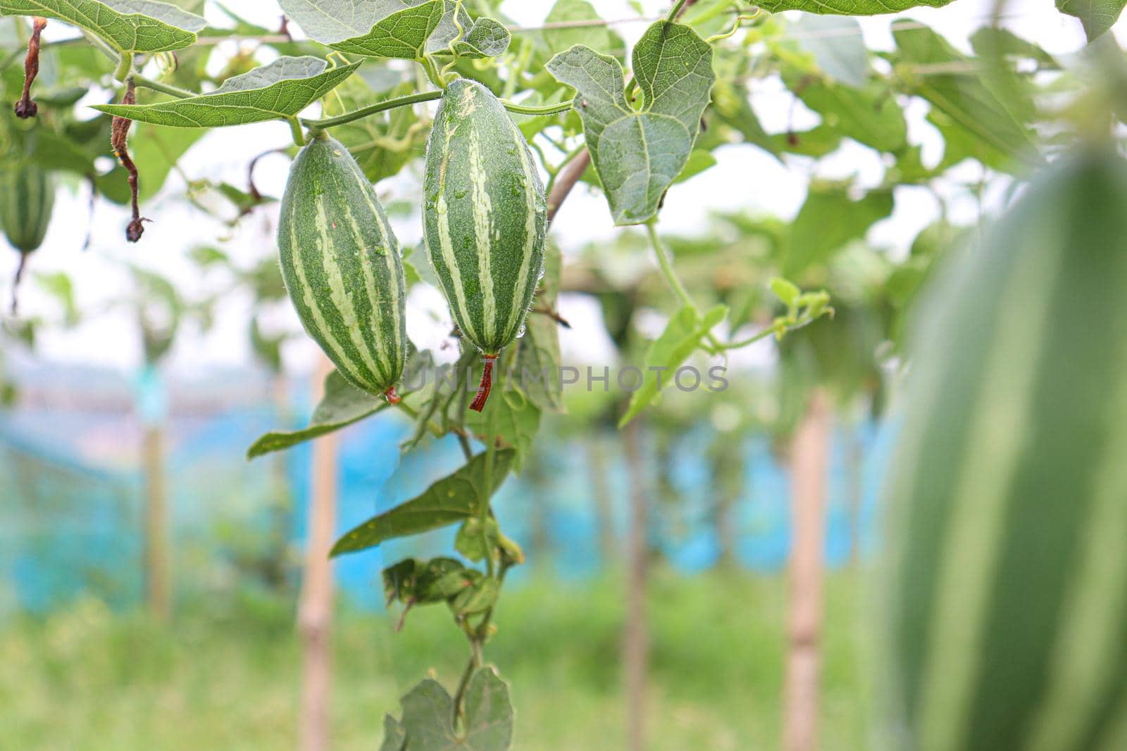 green colored pointed gourd on tree in farm for harvest