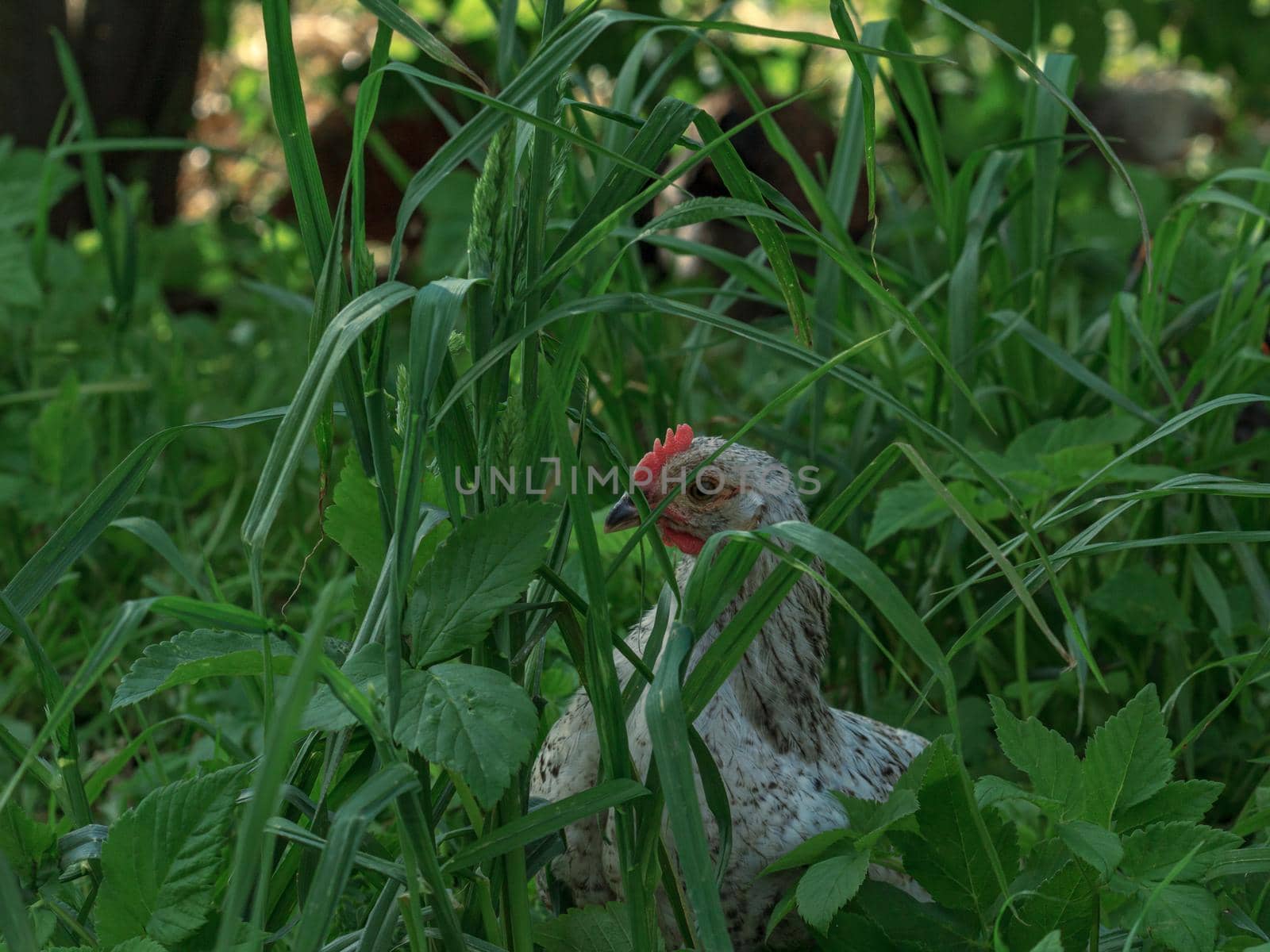 Wild farm chicken variegated bird in green grass looking for food