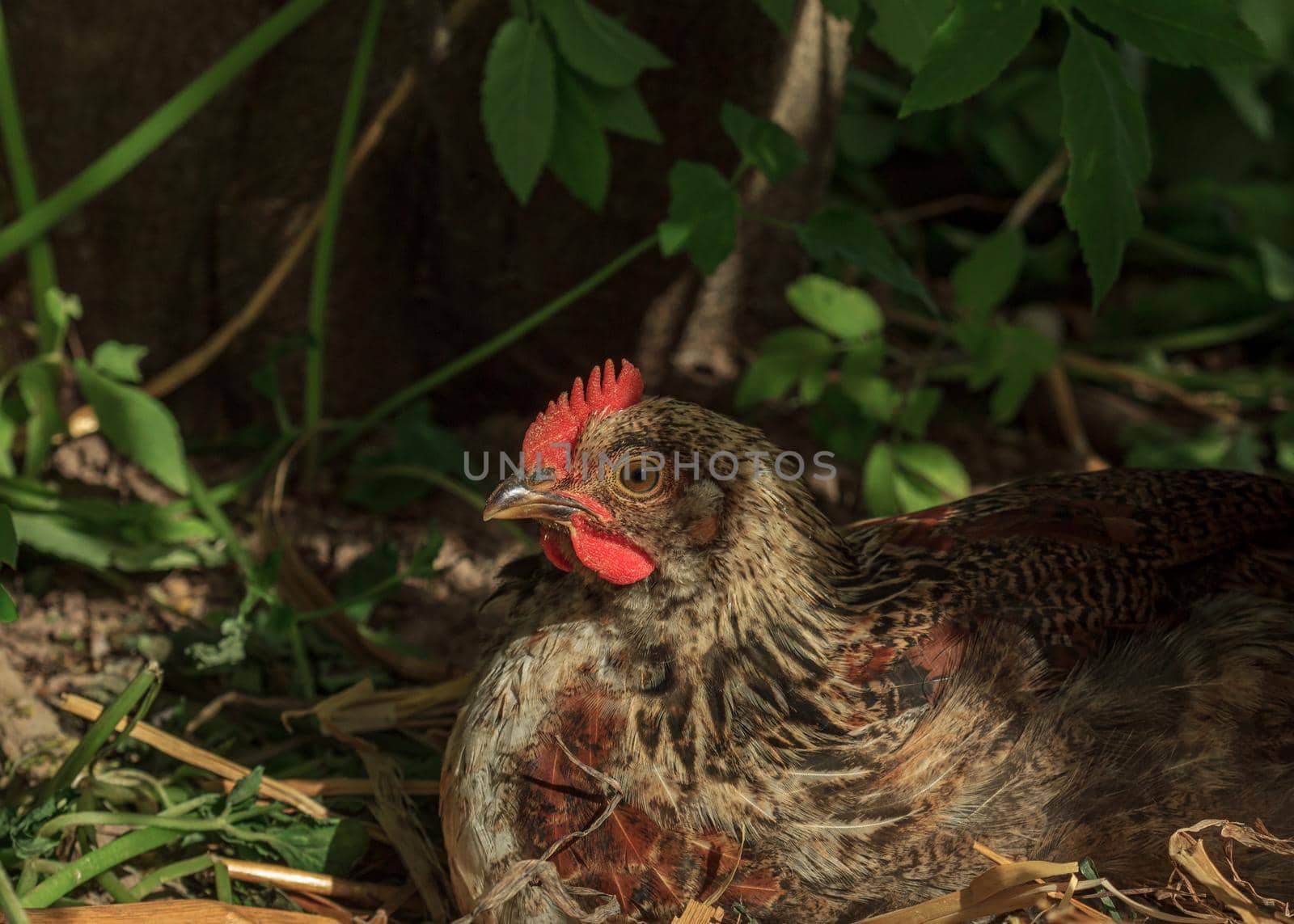 Wild farm animal chicken bird in grass by scudrinja