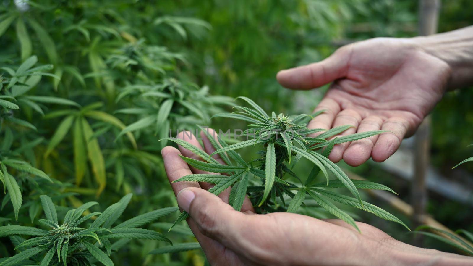 Scientist checking organic hemp plants in greenhouse. Herbal alternative medicine, cbd oil, pharmaceutical industry concept.