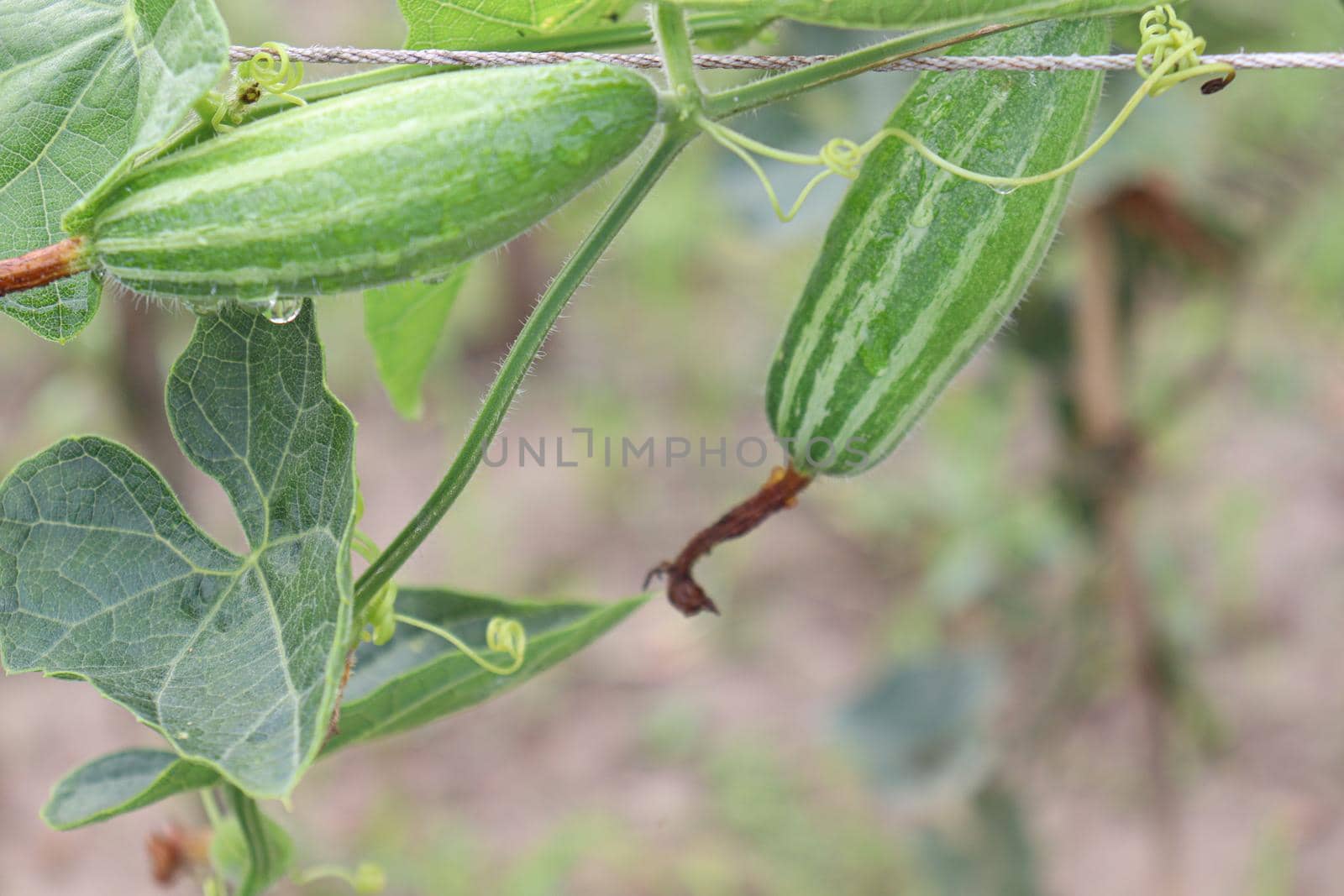 pointed gourd on tree in farm by jahidul2358