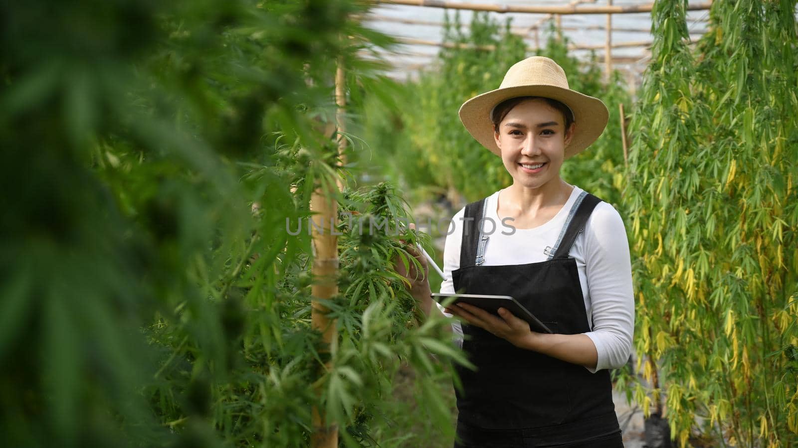 Smiling young smart farmer holding digital tablet and standing in cannabis field at sunset. Agriculture and herbal medicine concept by prathanchorruangsak