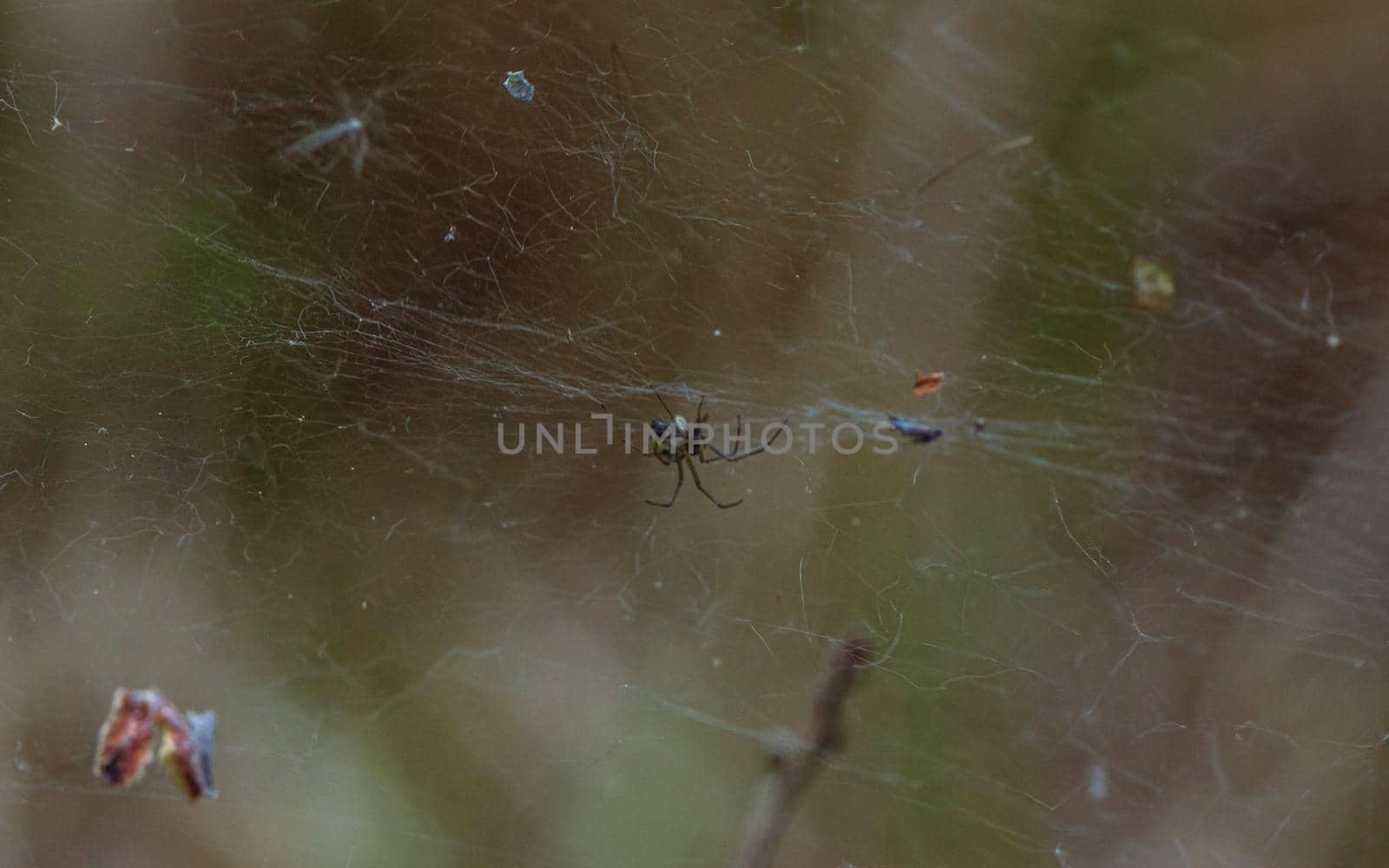Spider made thread, transparent cobweb for insect food