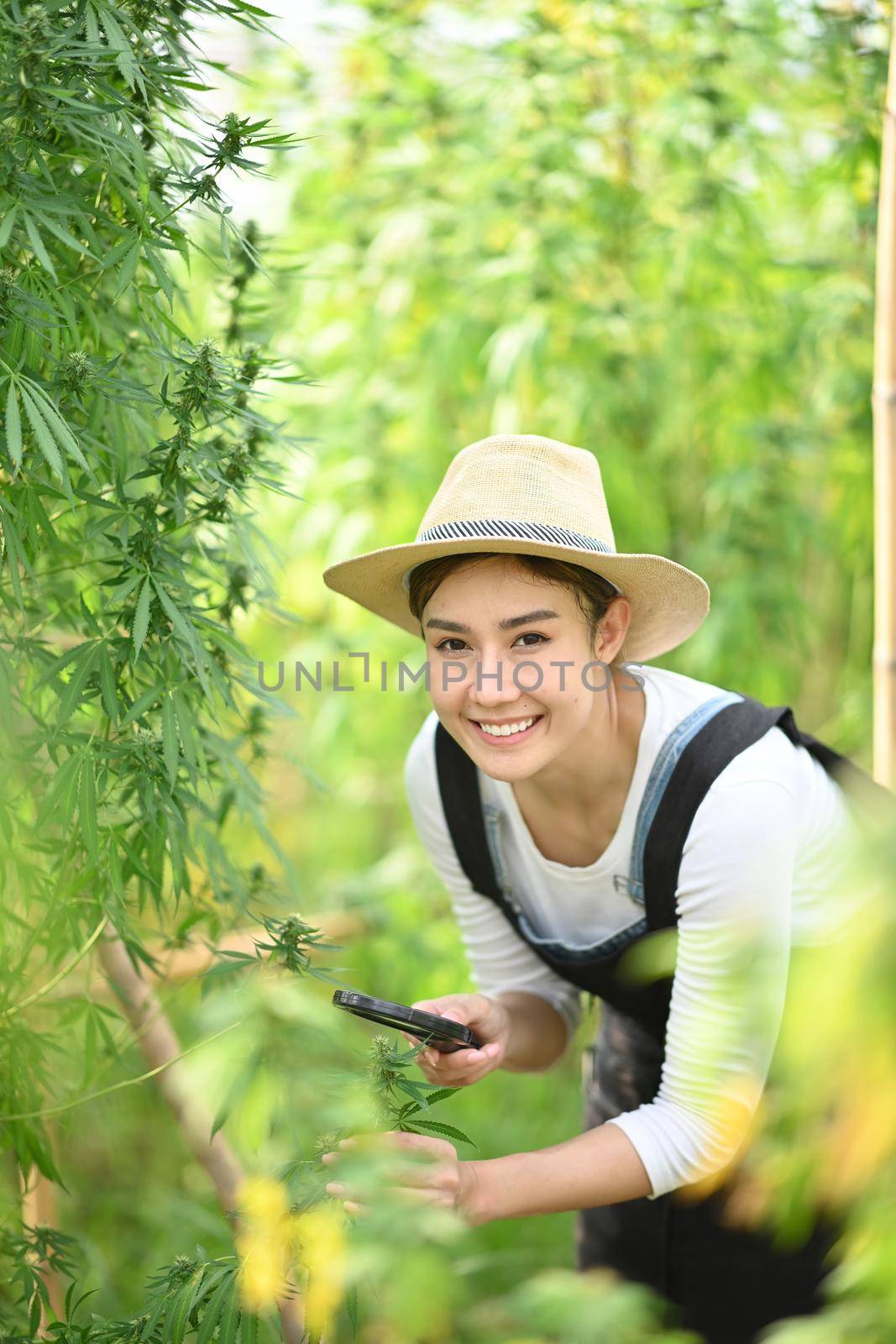 Farmer checking cannabis plants in the fields before harvesting. Concept of cannabis plantation for medical.