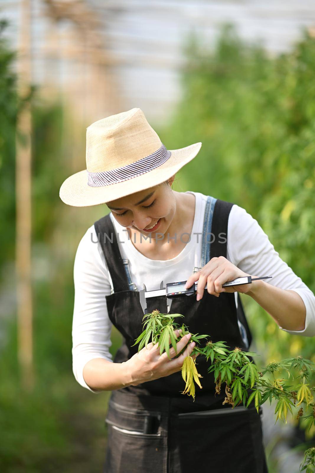 Young farmer checking cannabis plants in the fields before harvesting. Concept of herbal alternative medicine