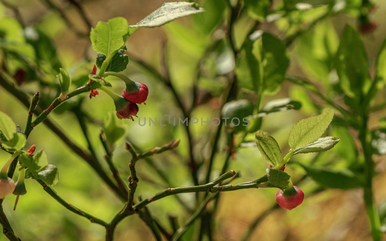 Blooming blueberry plants in green forest