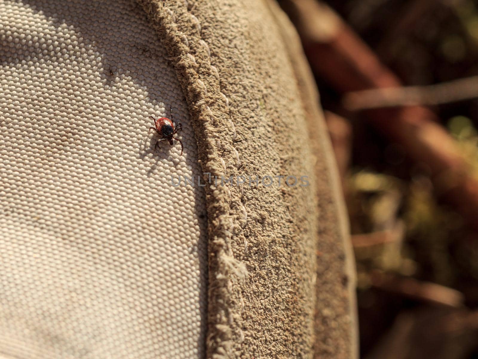 Red mite on white shoes in forest
