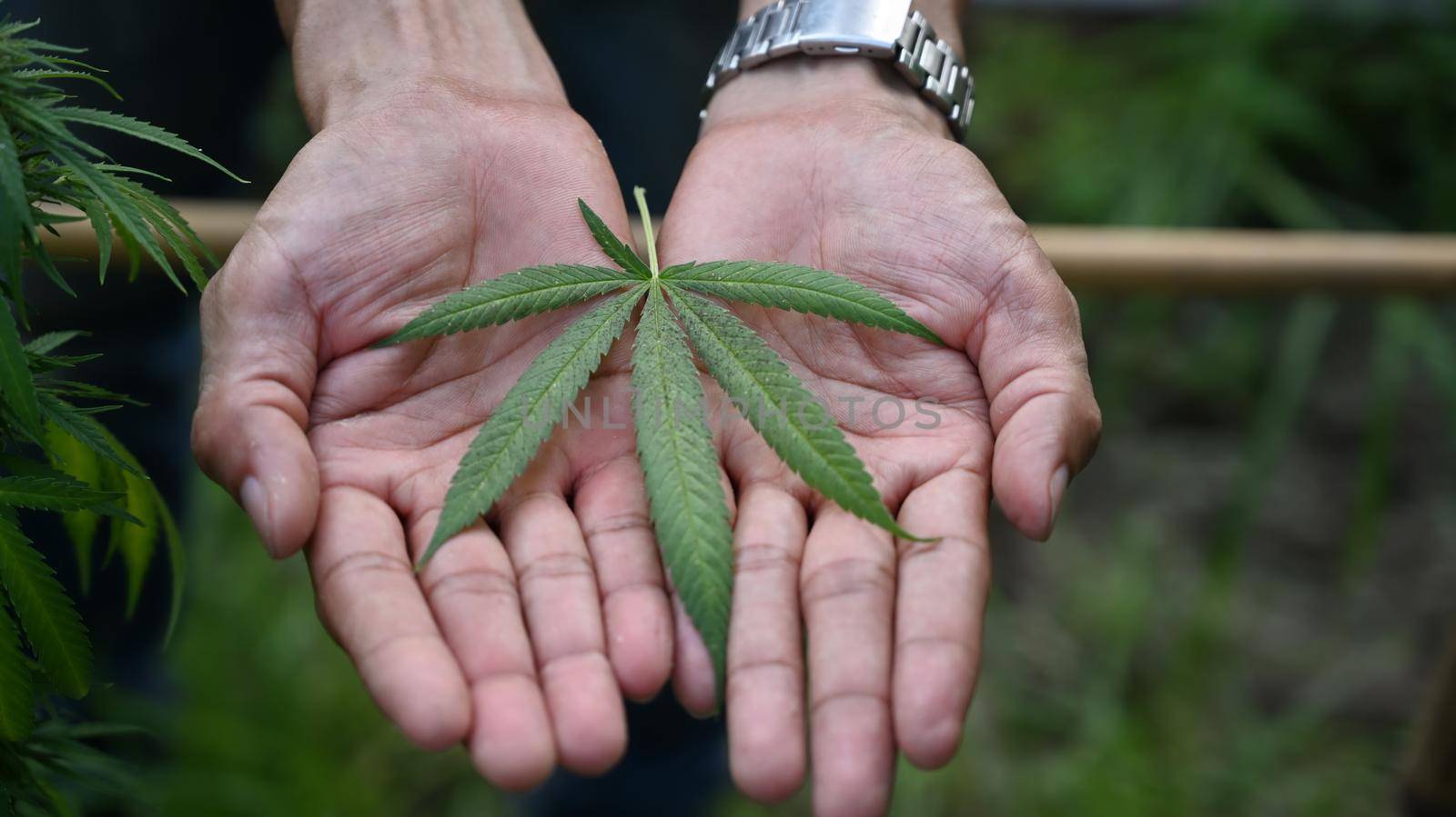 Farmer hands holding marijuana leaf. Concept of cannabis plantation for medical by prathanchorruangsak