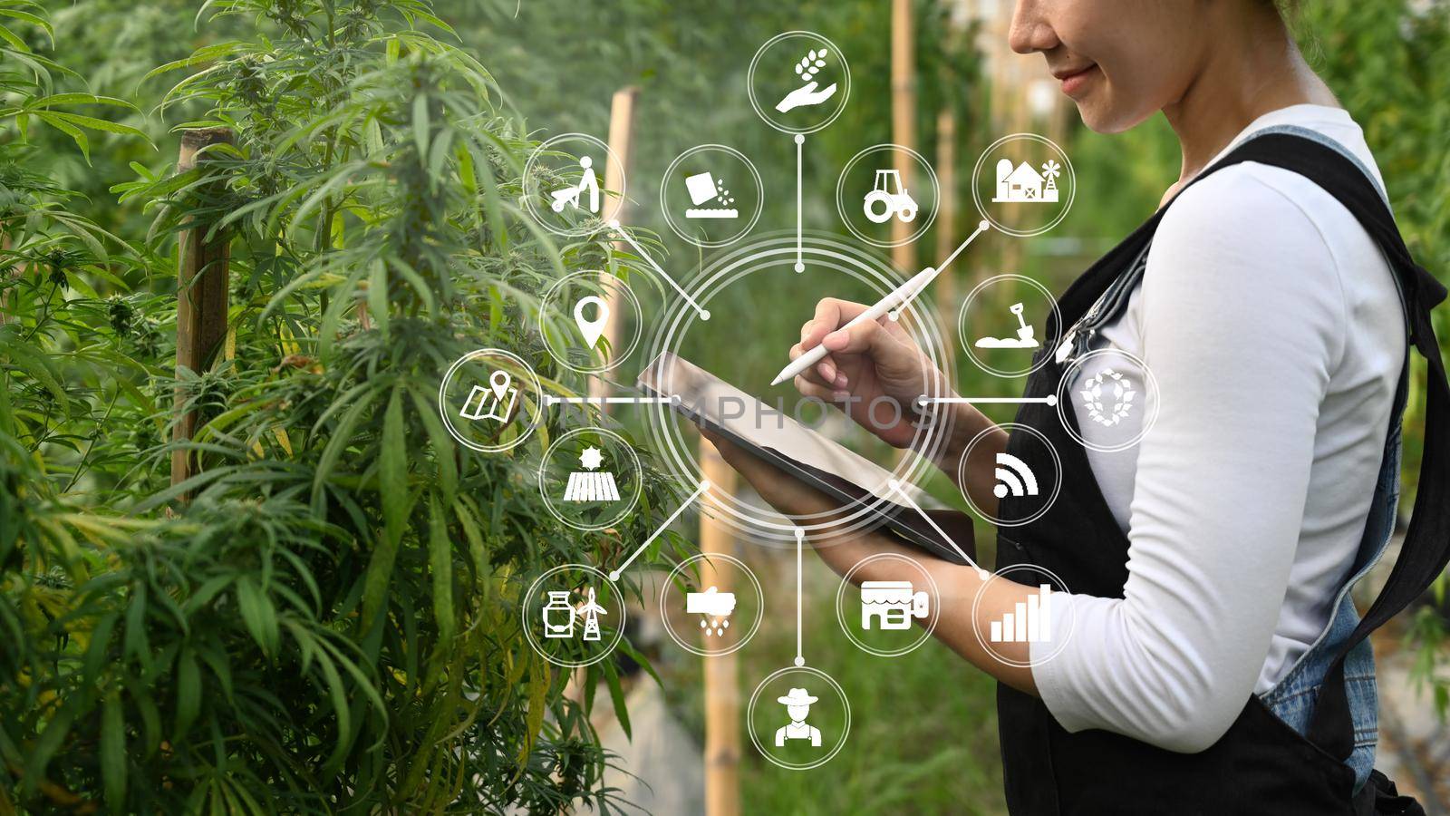 Smart farmer using tablet to monitor control marijuana or cannabis plantation in greenhouse. Agriculture and herbal medicine. by prathanchorruangsak