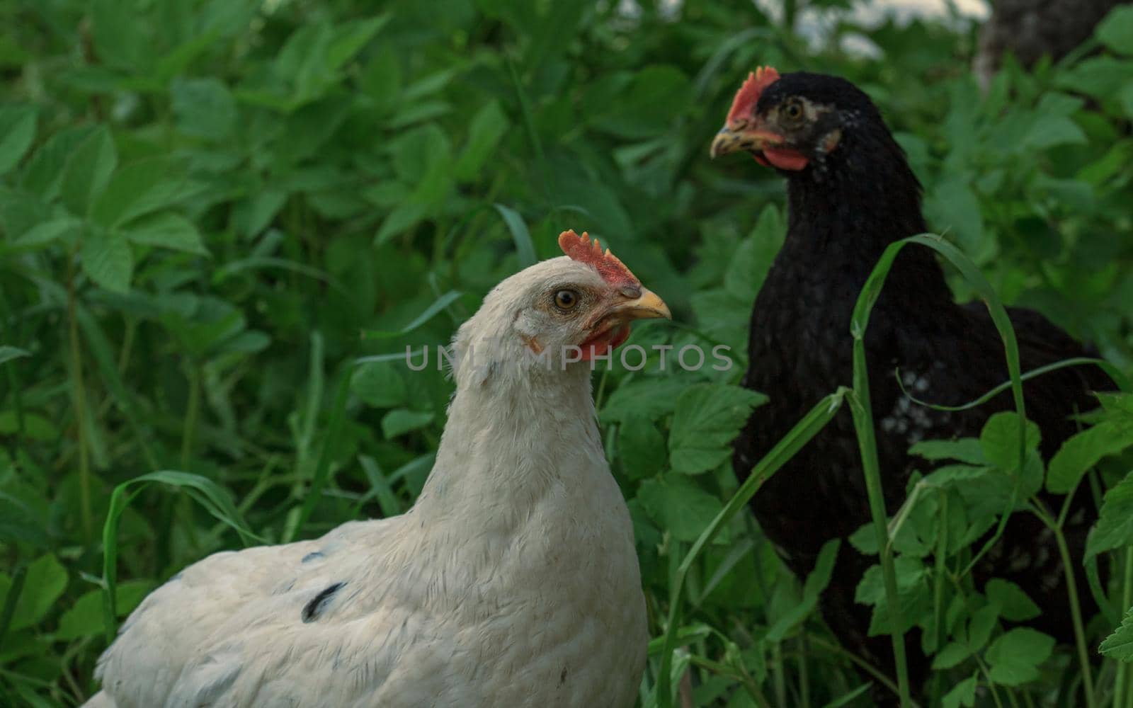 Wild farm two chickens birds in green grass looking for food