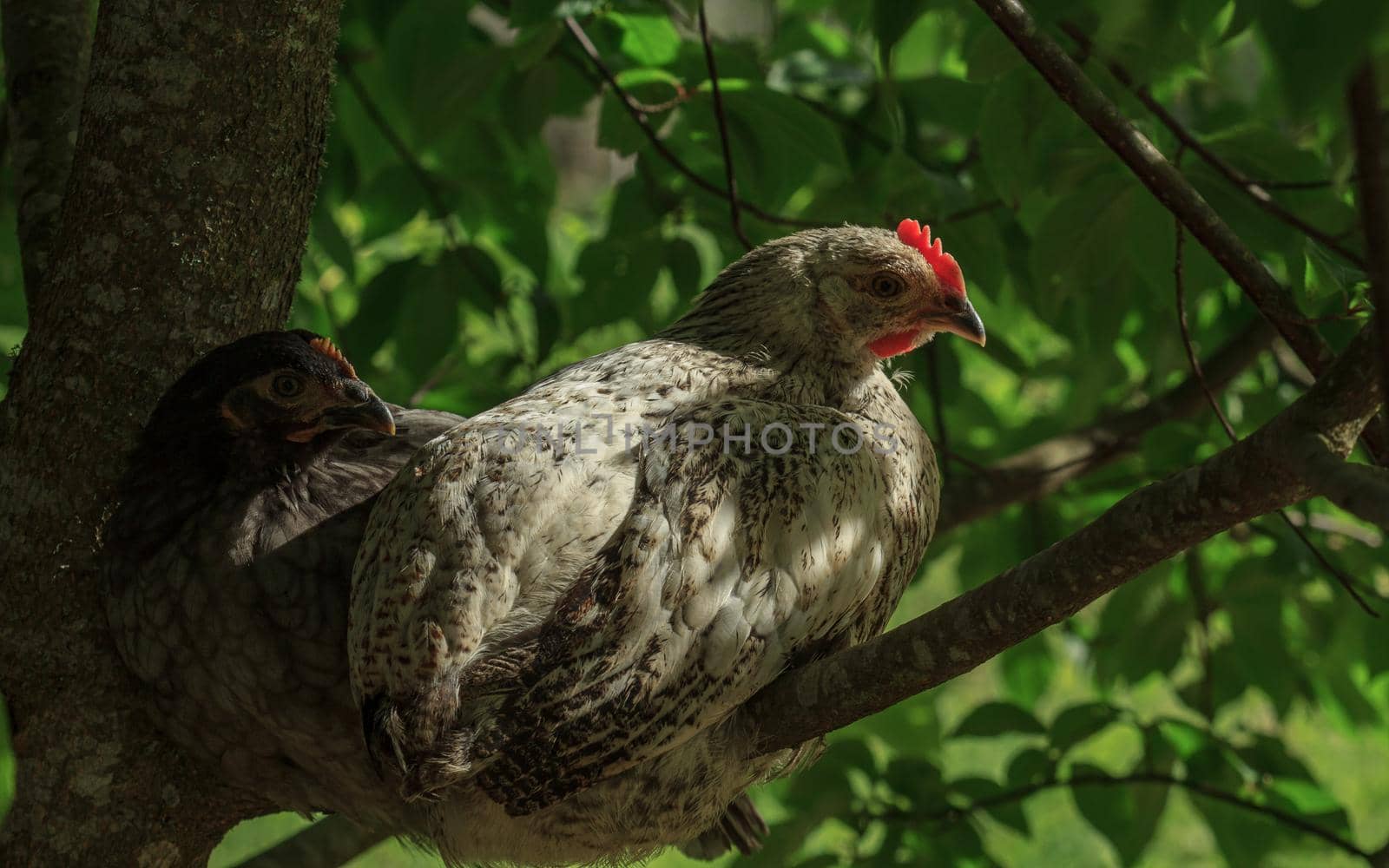 Two variegated farm chicken birds sitting on tree by scudrinja