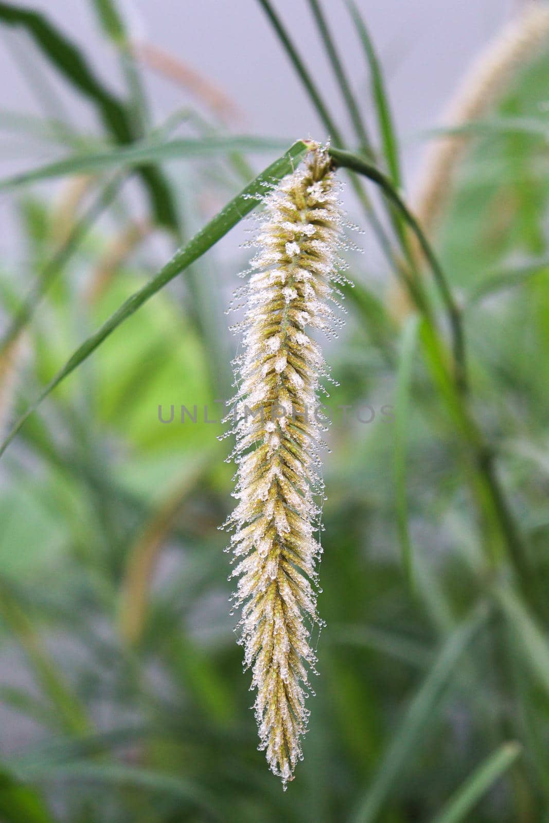 white colored beautiful flower with green leaf on garden