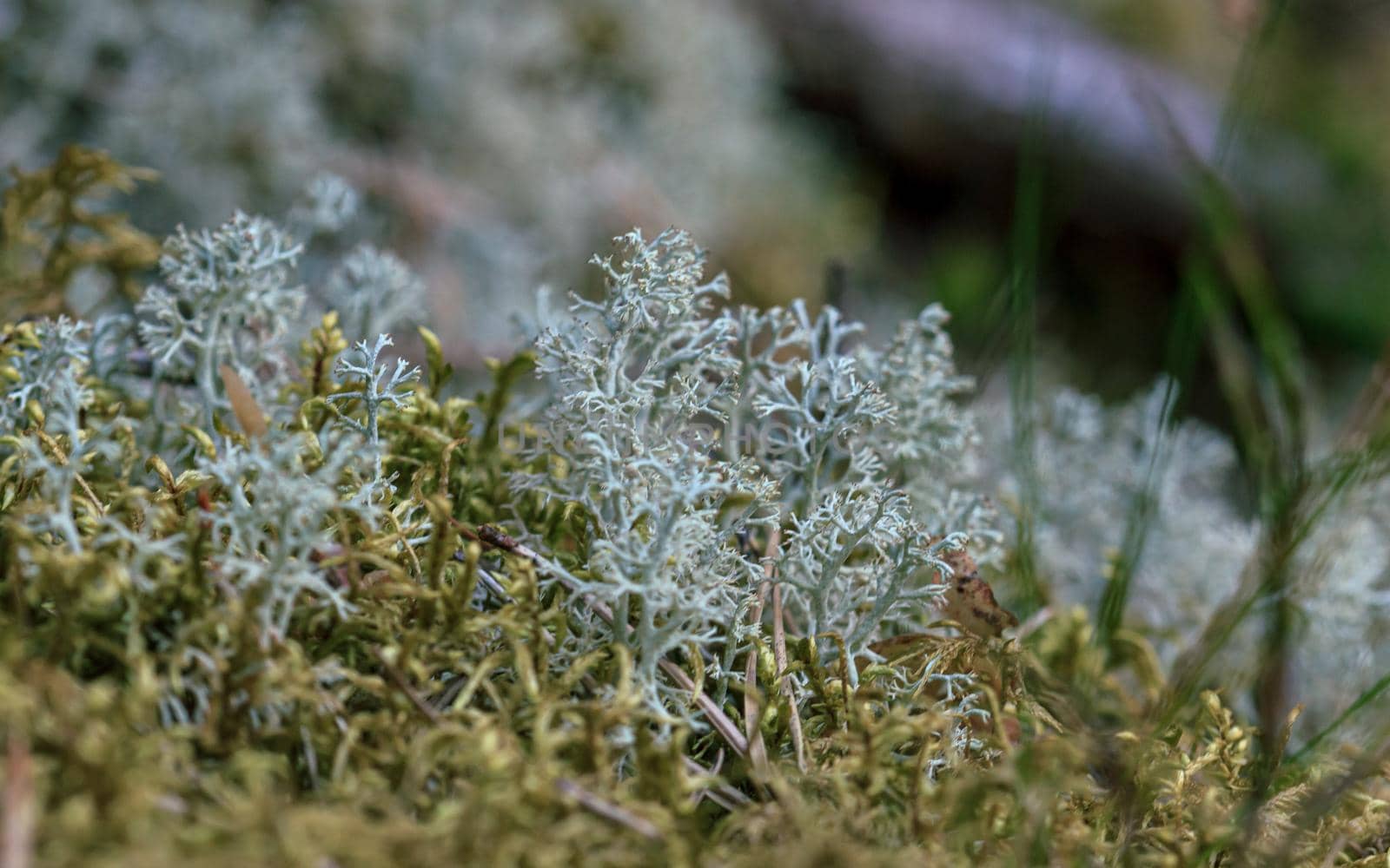 Green moss and white lichens on the forest ground by scudrinja