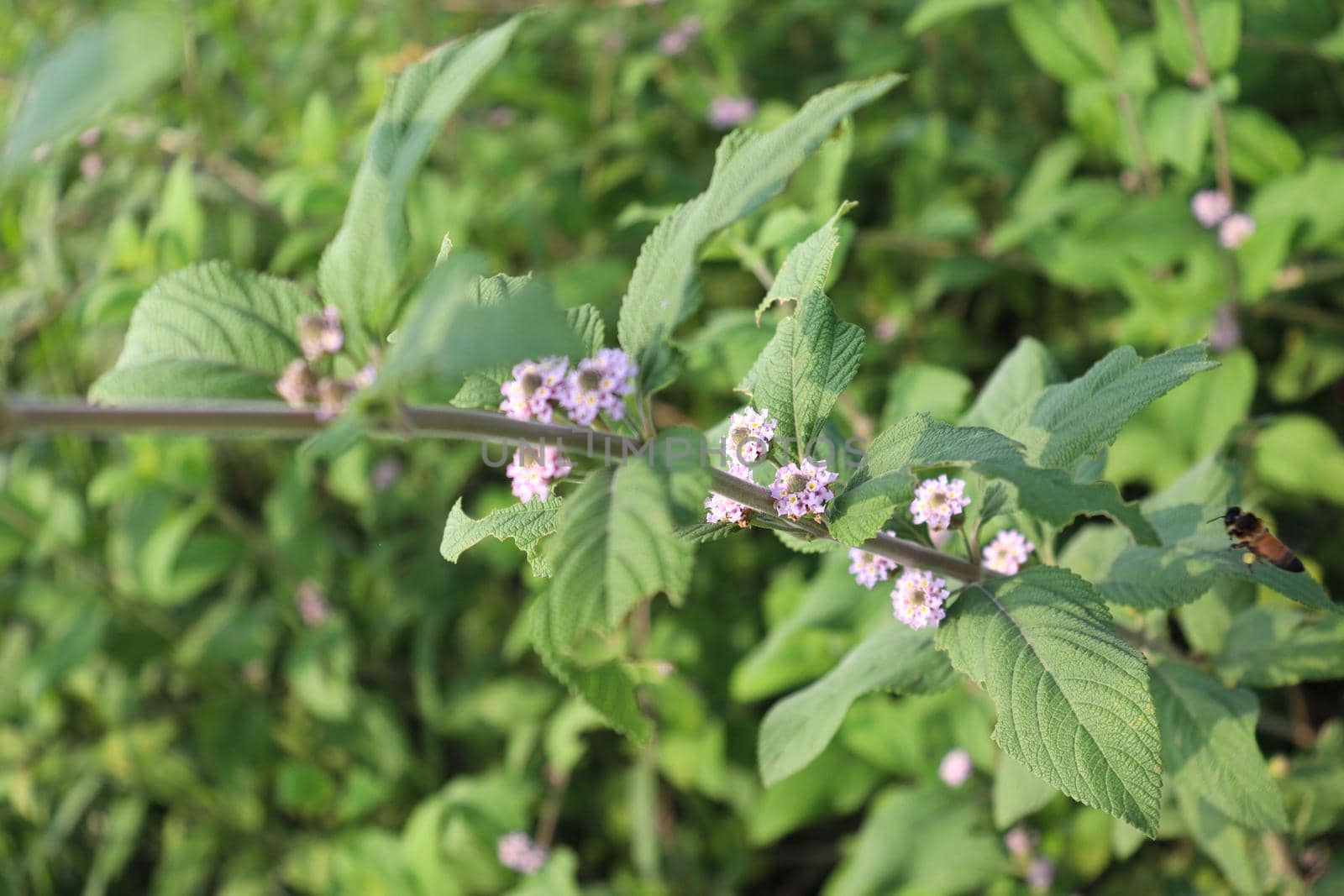 white colored beautiful flower with green leaf on garden