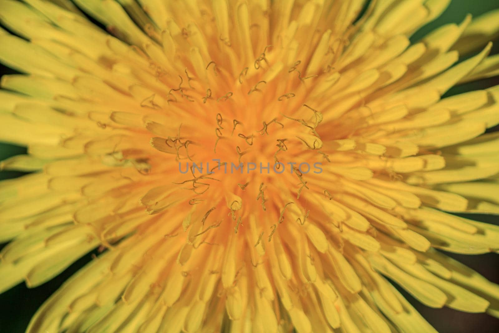 Yellow dandelion full framed photo, spring flower macro close up