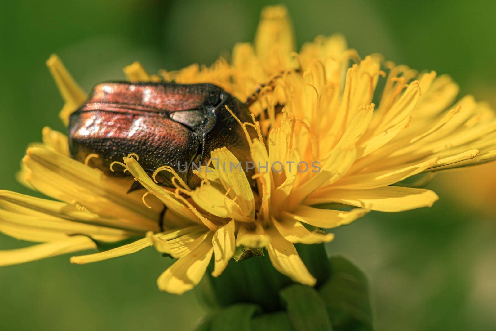 cockchafer bug eating pollen in dandelion by scudrinja