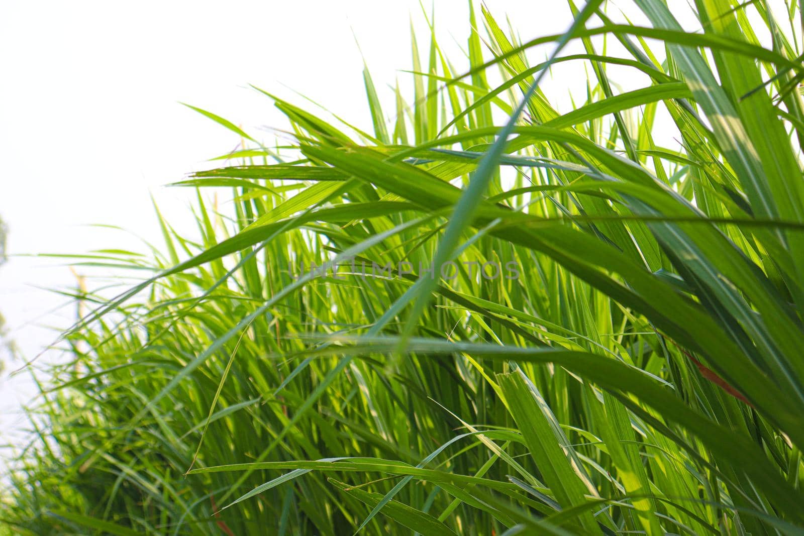 grass farm for animal food by jahidul2358