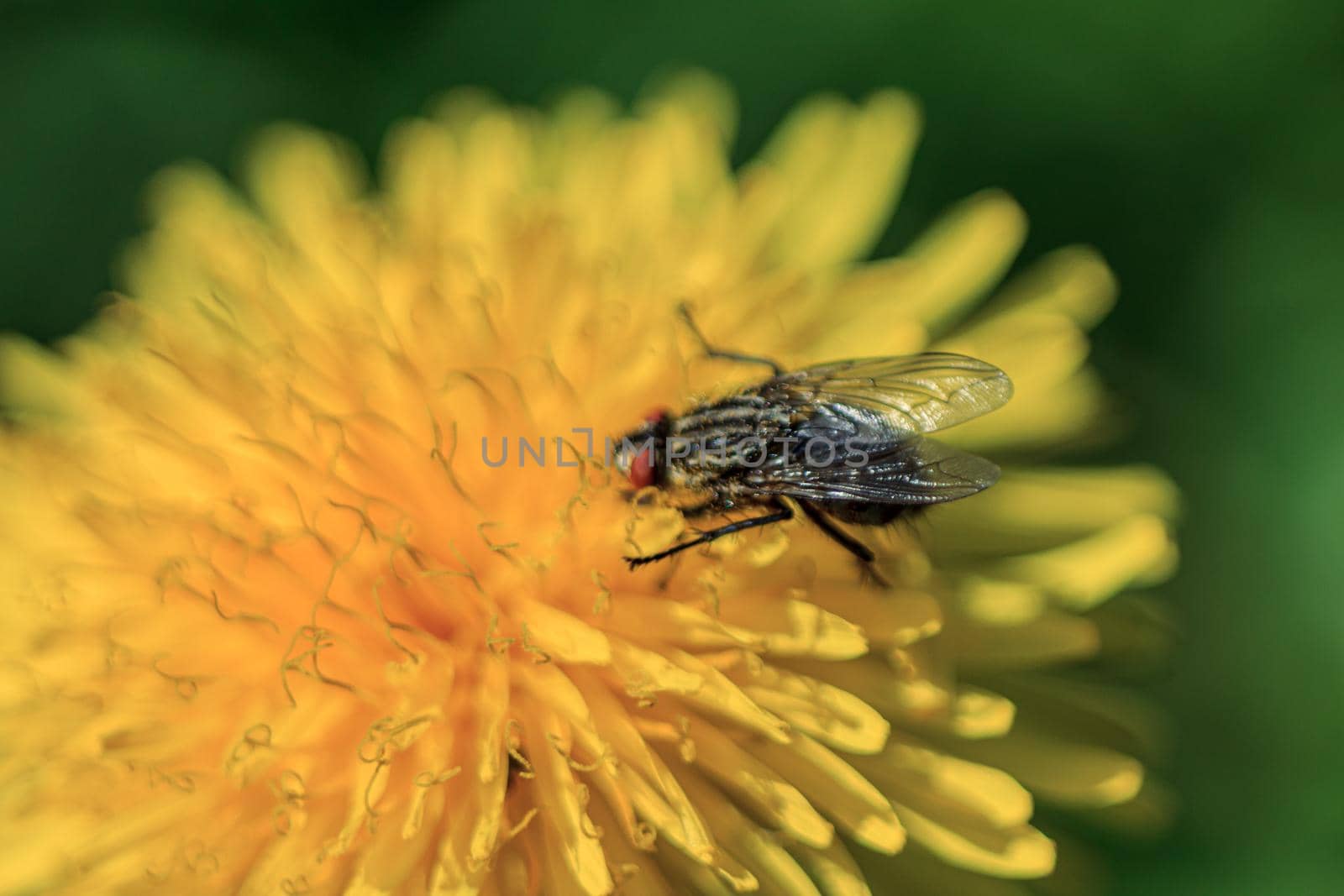 Fly looking for pullen into yellow dandelion