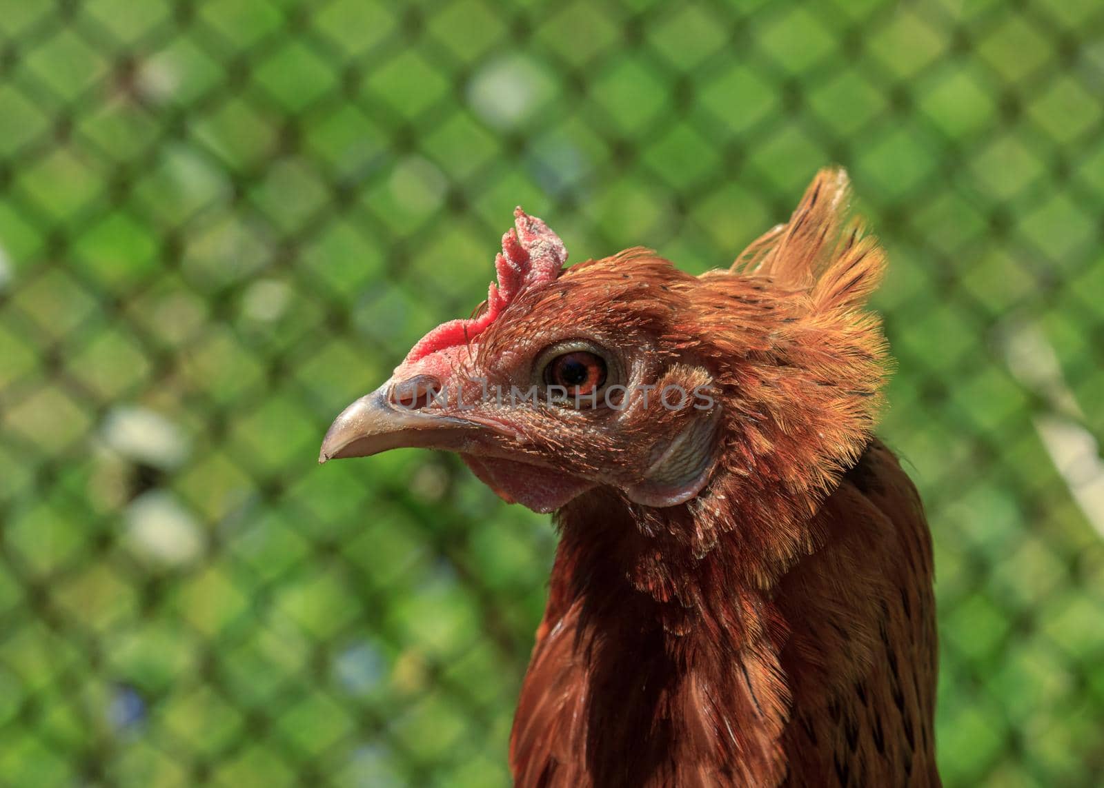 Farm living bird brown chicken looking around, funny head portrait
