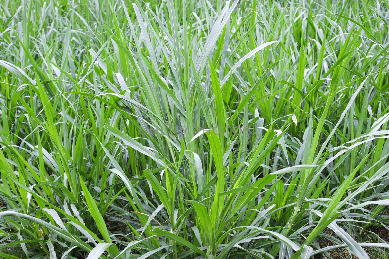 grass farm for animal food by jahidul2358