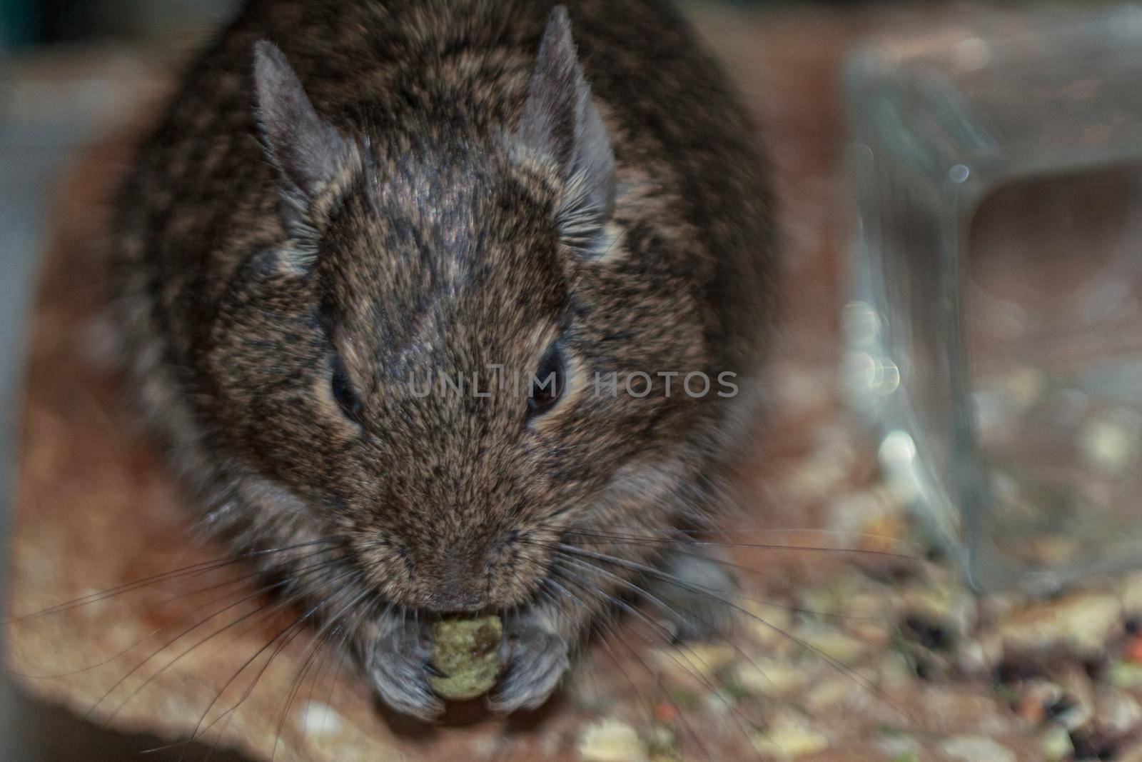 Furry home pet rat in cage by scudrinja