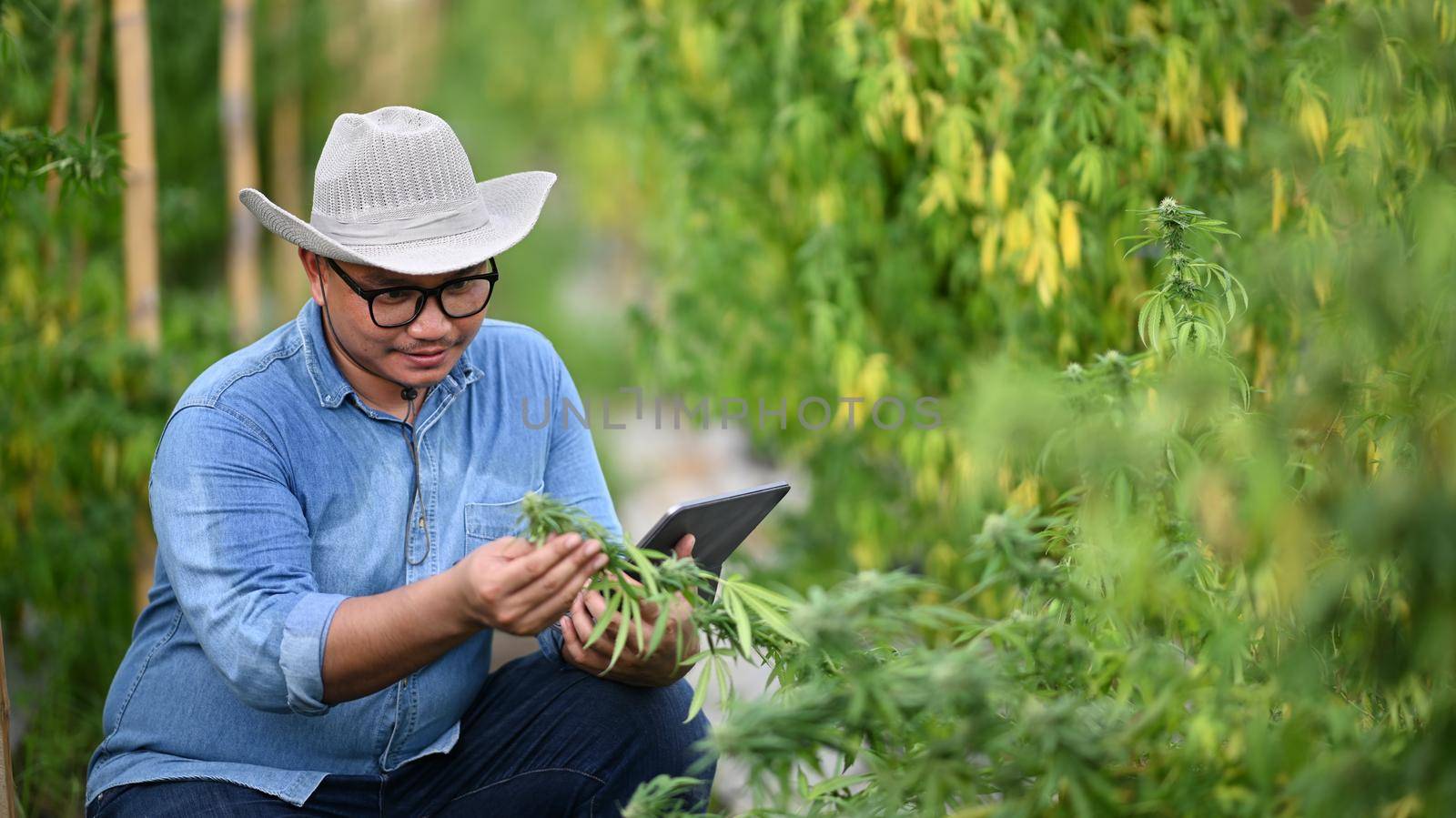 Smart farmer checking analysing and results with tablet in a greenhouse. Concept farm marijuana plantation.