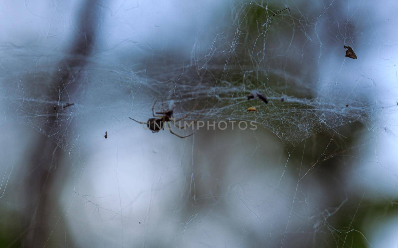 Spider made thread, transparent cobweb for insect food