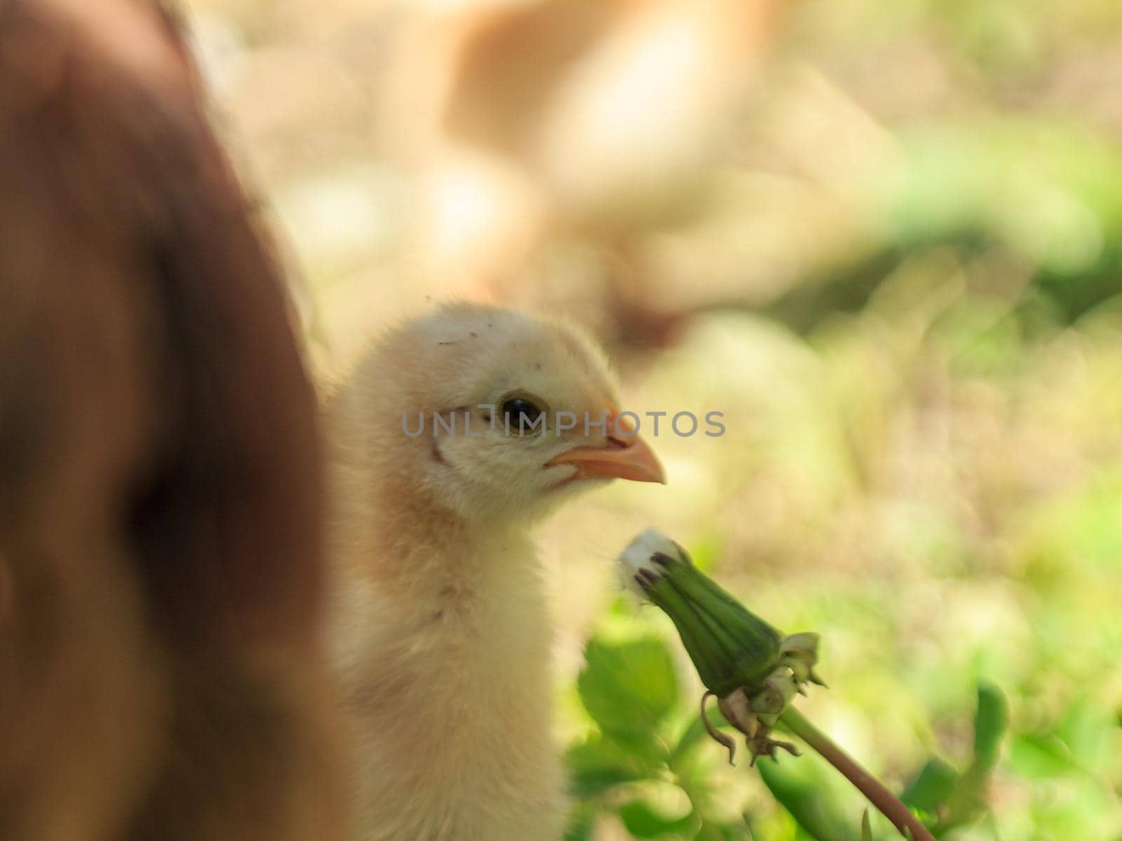 Yellow fluffy farm chicken bird baby chick sitting