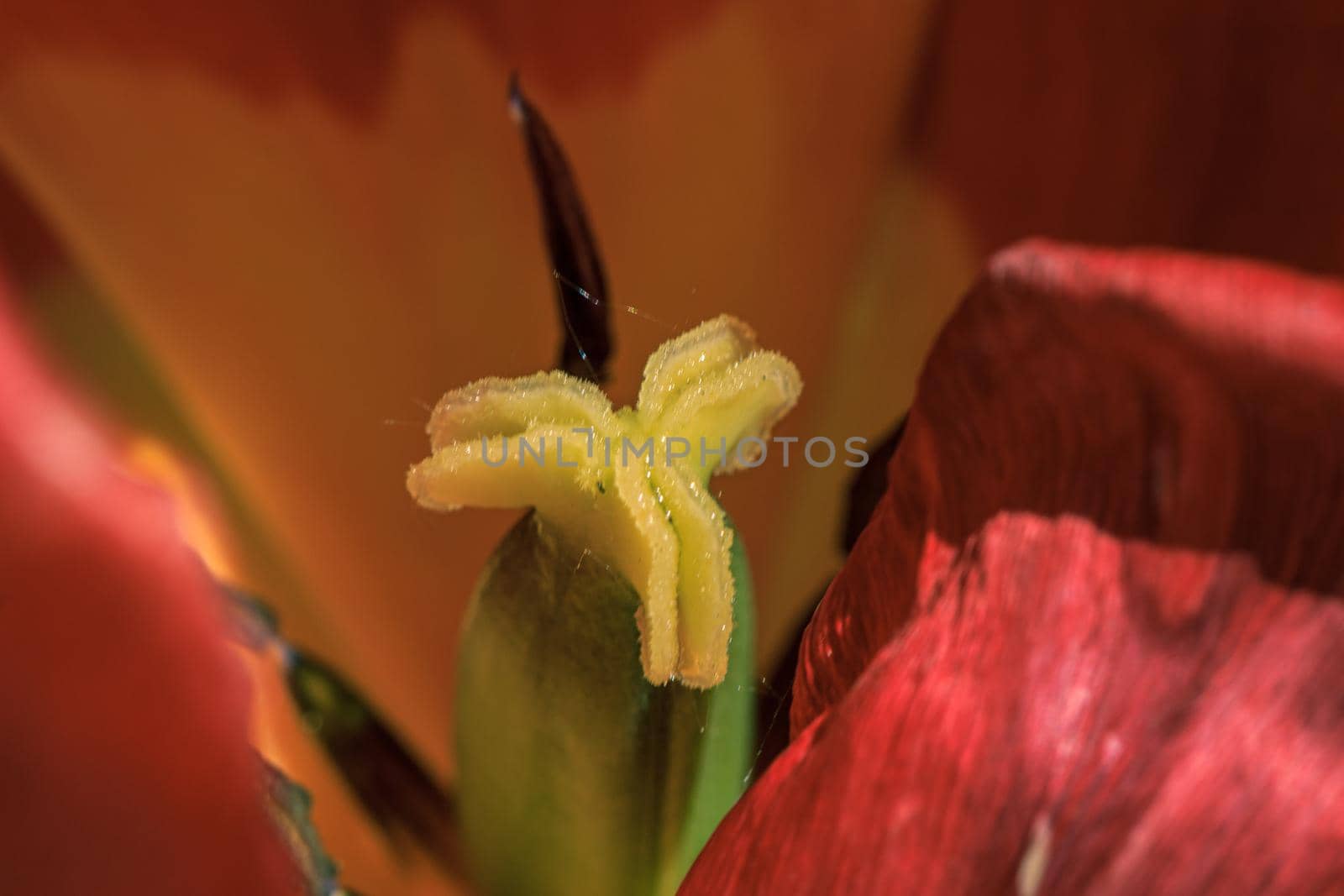 Red tulip macro inside view, spring flower bloom