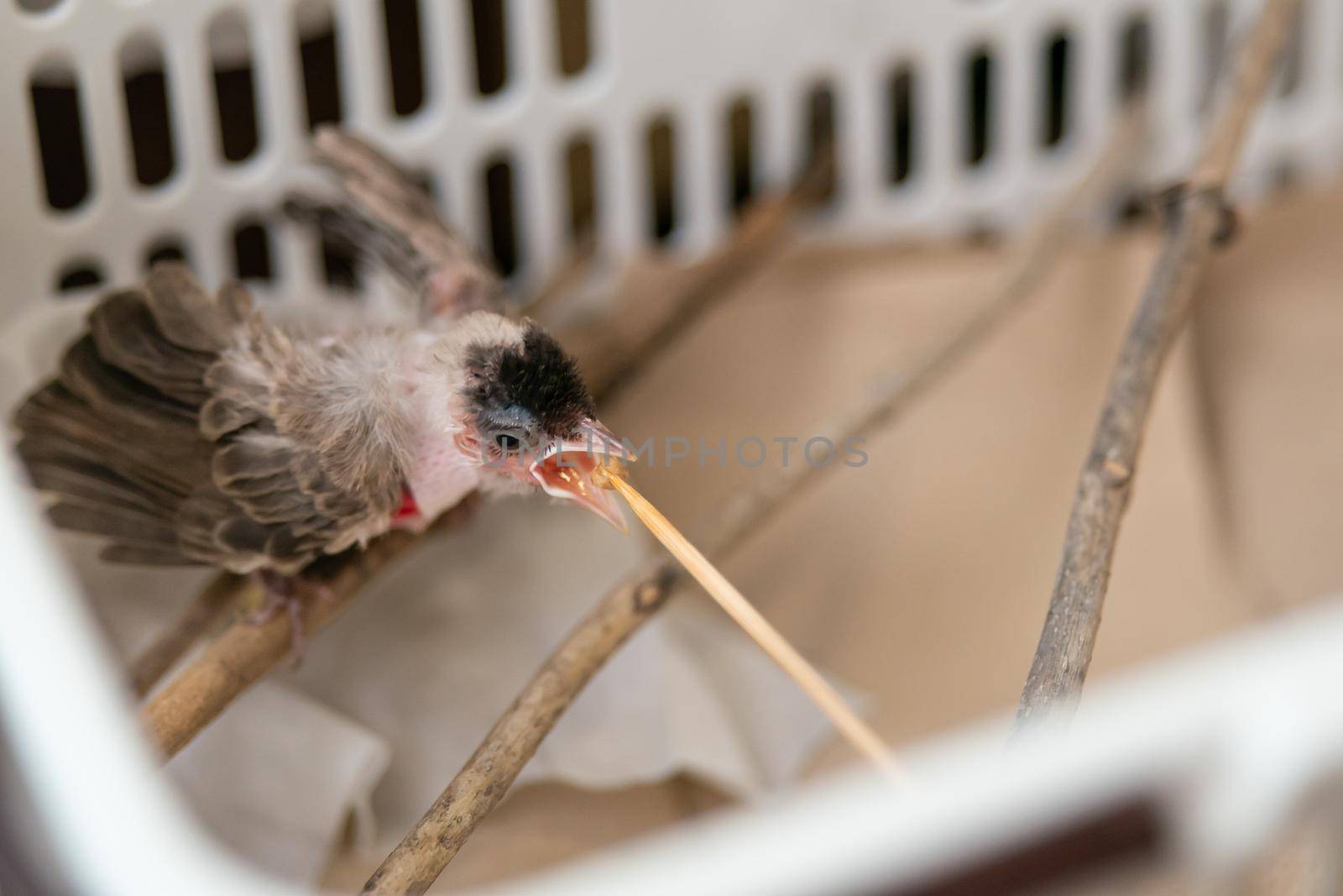 Feeding bird after treatment of Air Sac Rupture in Birds, baby Red-whiskered bulbul injury after attack by cat. by sirawit99