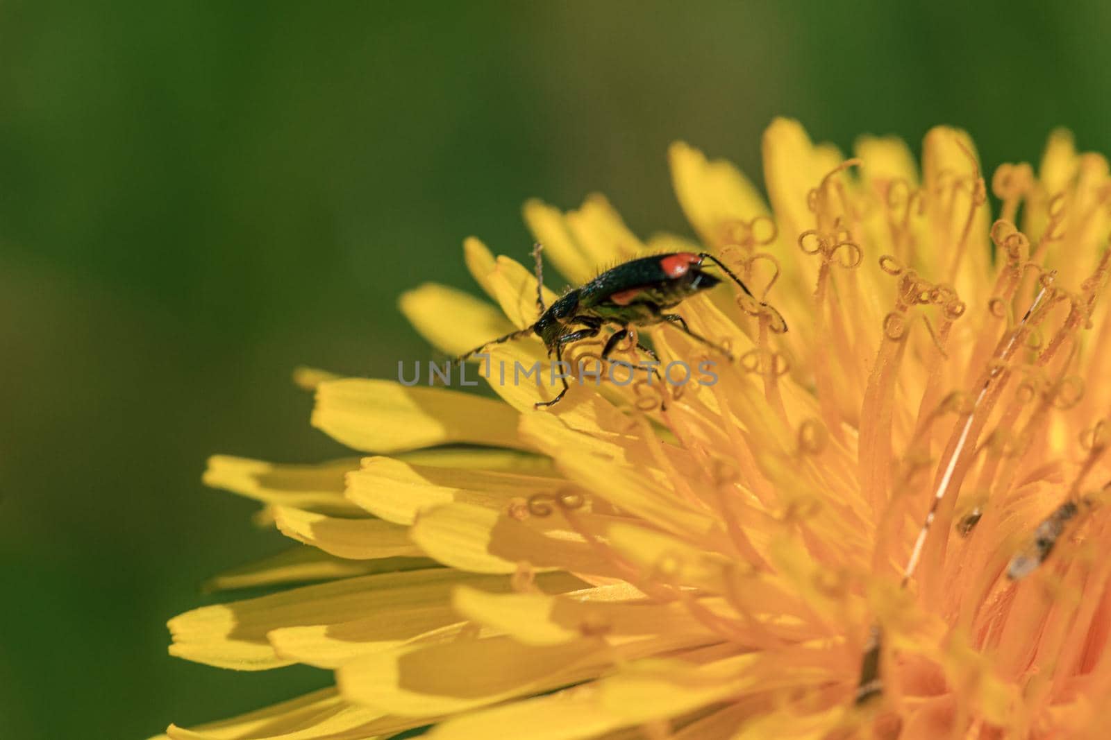 Green bug with red eye looking for pollen, spring time yellow dandelion flower macro close up