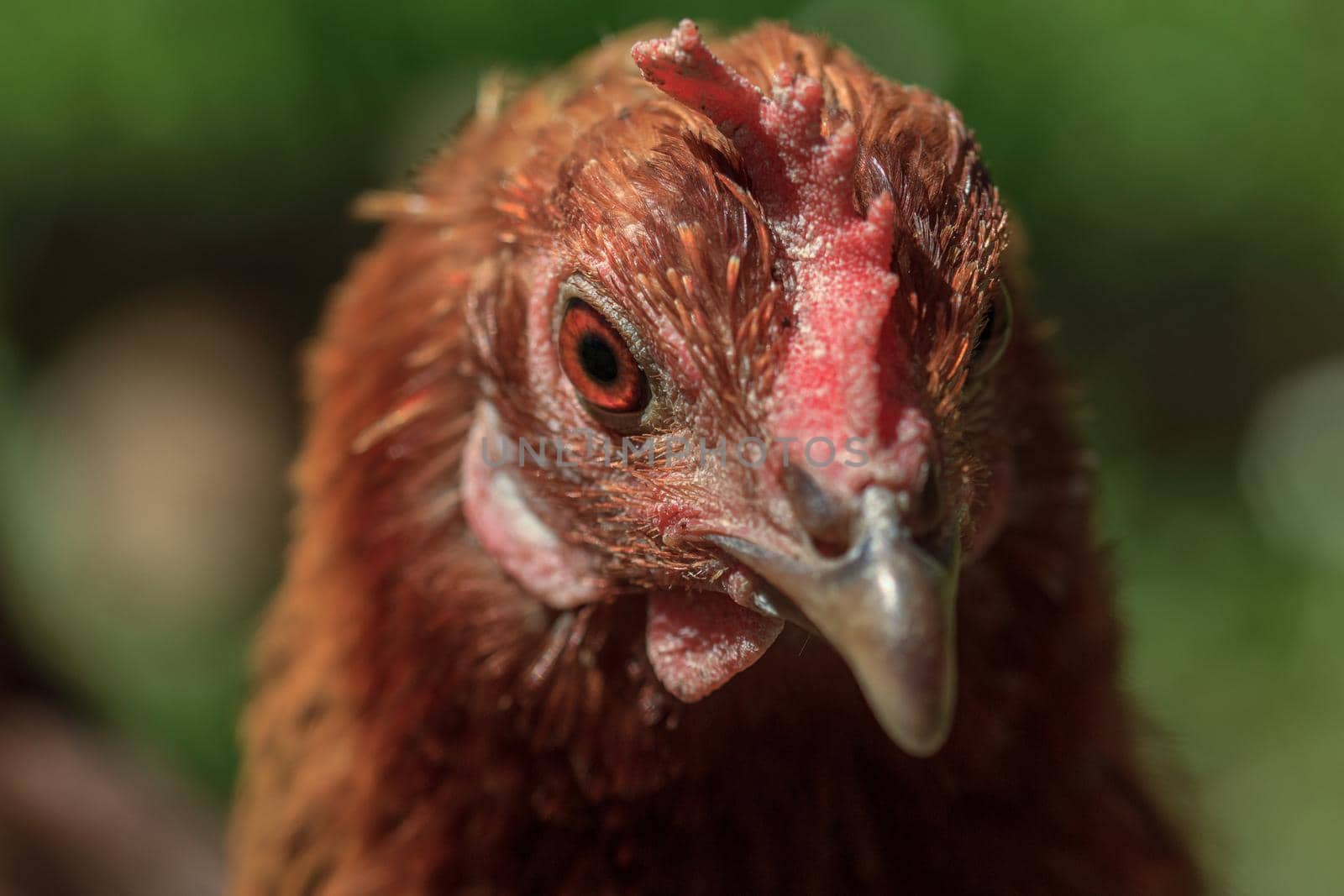 Farm living bird brown chicken looking around, head portrait