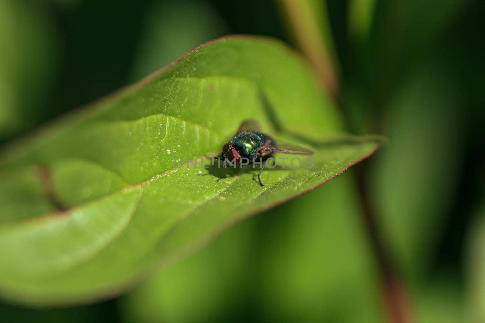 Green fly insect with red eye by scudrinja