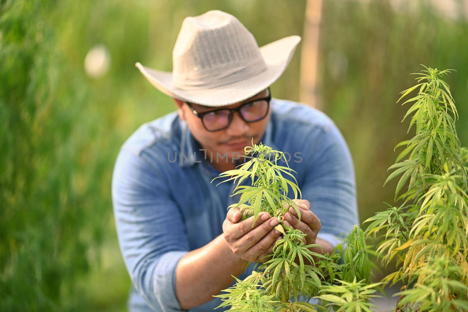 Portrait of farmer standing in hemp or cannabis field. Concept of cannabis plantation for medical.